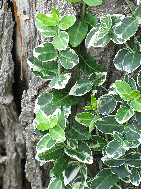 Emerald Gaiety Wintercreeper (Euonymus fortunei 'Emerald Gaiety') at Baseline Nurseries