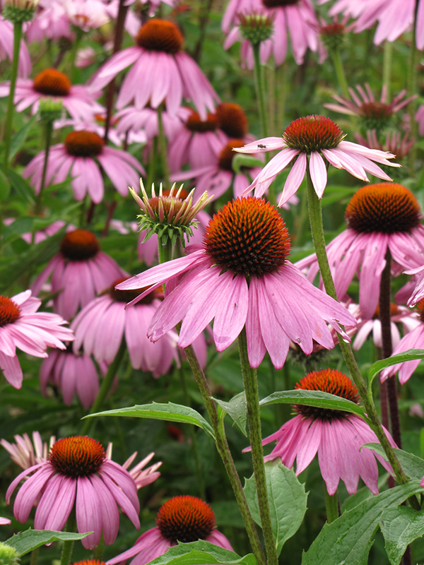 Magnus Coneflower Echinacea Purpurea Magnus In London Ontario On At Baseline Nurseries