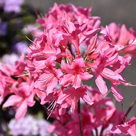 Rosy Lights Azalea Rhododendron Rosy Lights In London Ontario On At Baseline Nurseries