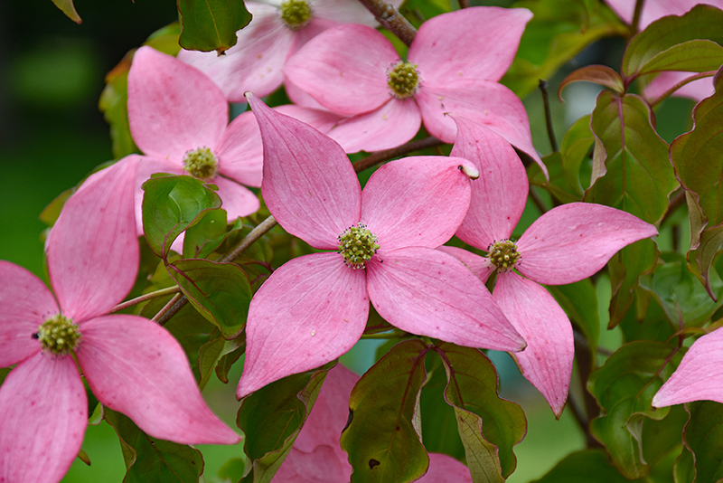 Click to view a full-size photo of Scarlet Fire Flowering Dogwood (Cornus kousa 'Rutpink') at Baseline Nurseries Scarlet Fire Flowering Dogwood (Cornus kousa 'Rutpink') at Baseline Nurseries