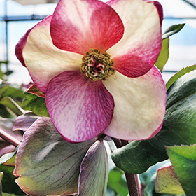 Plant Photo 8