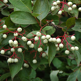 Plant Photo 2
