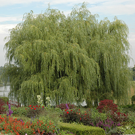 Plant Photo 9