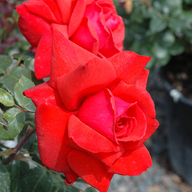 Plant Photo 4