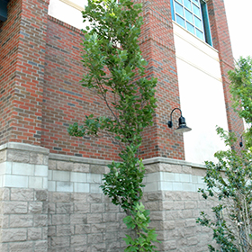Plant Photo 9