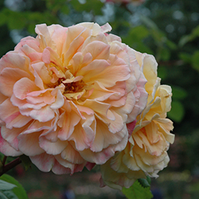 Plant Photo 8