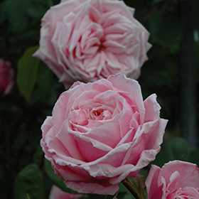 Plant Photo 6