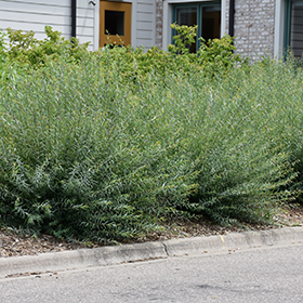 Plant Photo 1