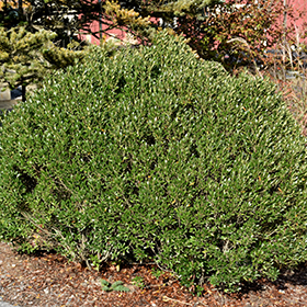 Plant Photo 6