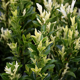 Plant Photo 9