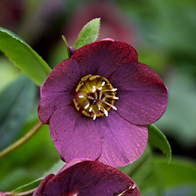Plant Photo 9