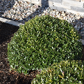 Plant Photo 10