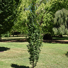 Plant Photo 10