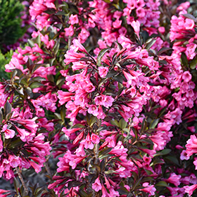 Plant Photo 10